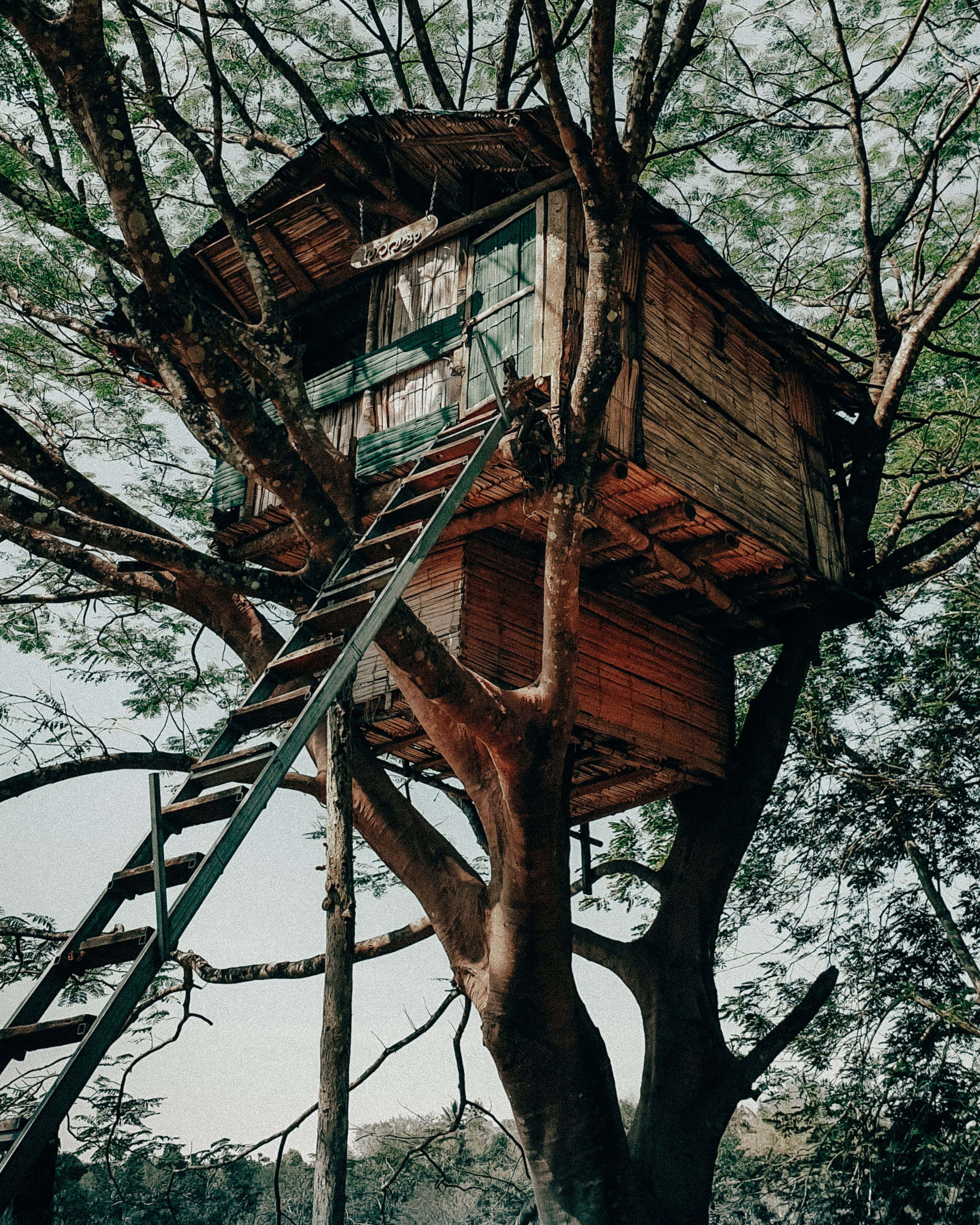 Tree house